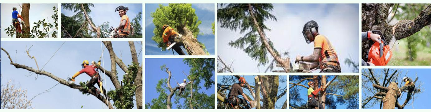 Réalisation Brion Espace Vert