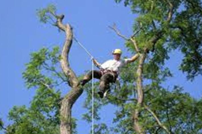 Elagage - Brion Espace Vert