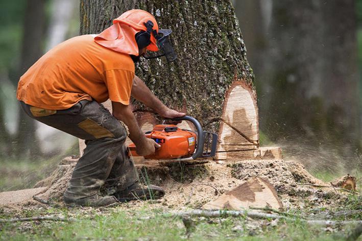 Abattage - Brion Espace Vert