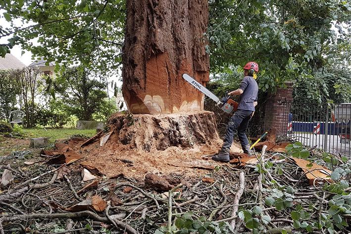 Abattage - Brion Espace Vert