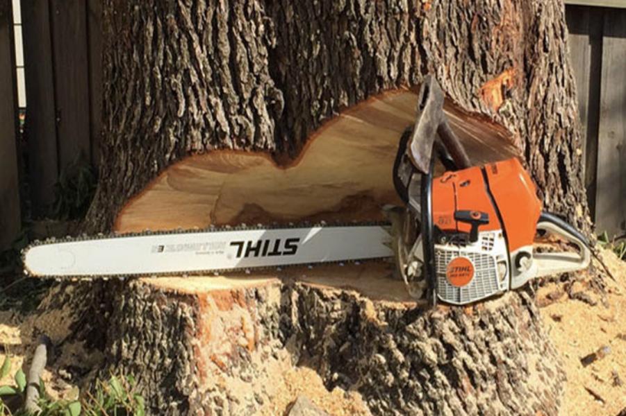 Abattage - Brion Espace Vert