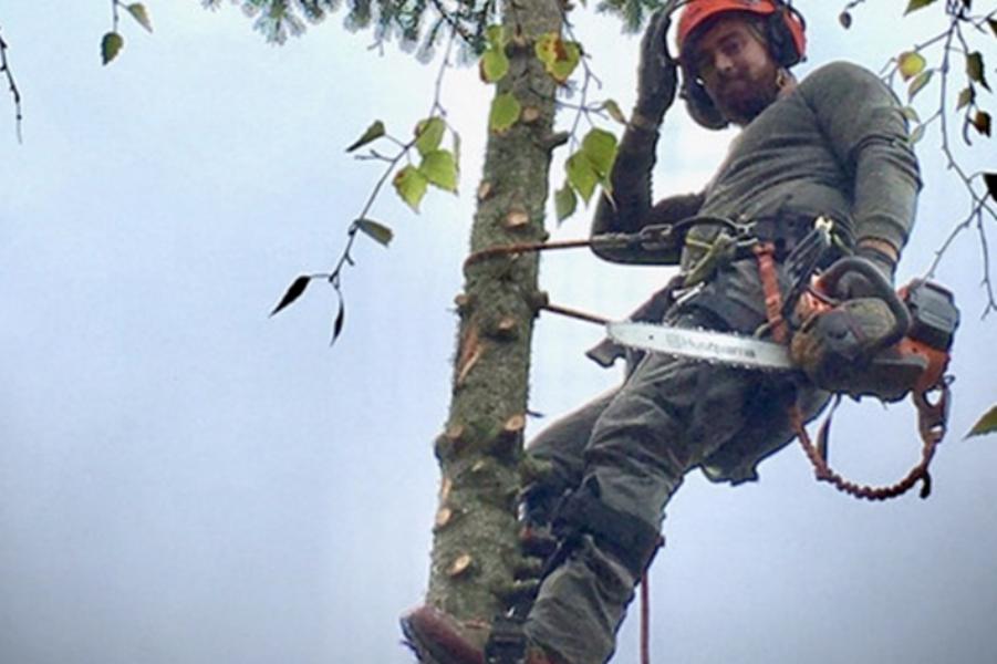 Elagage - Brion Espace Vert