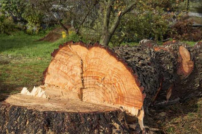 Abattage - Brion Espace Vert